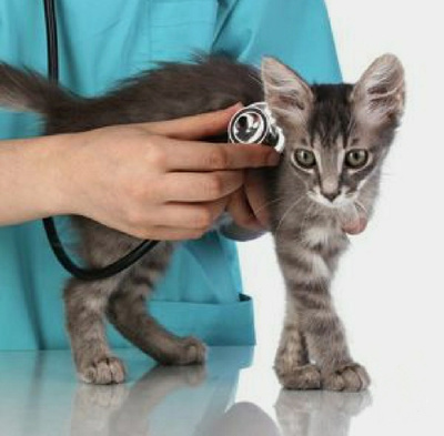 Вакцинация кошек и котят противовирусной вакциной от компании Ле Мурр в  городе Краснодар